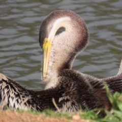 Anhinga novaehollandiae at Bonython, ACT - 4 Jun 2022