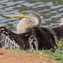 Anhinga novaehollandiae at Bonython, ACT - 4 Jun 2022