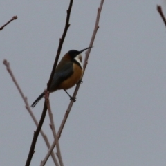 Acanthorhynchus tenuirostris (Eastern Spinebill) at Stranger Pond - 4 Jun 2022 by RodDeb