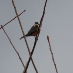 Acanthorhynchus tenuirostris at Bonython, ACT - 4 Jun 2022