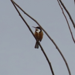 Acanthorhynchus tenuirostris at Bonython, ACT - 4 Jun 2022