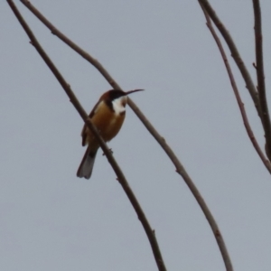 Acanthorhynchus tenuirostris at Bonython, ACT - 4 Jun 2022