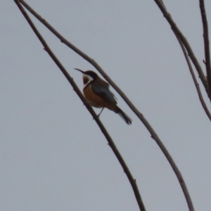 Acanthorhynchus tenuirostris at Bonython, ACT - 4 Jun 2022