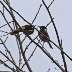 Phylidonyris novaehollandiae (New Holland Honeyeater) at Bonython, ACT - 4 Jun 2022 by RodDeb