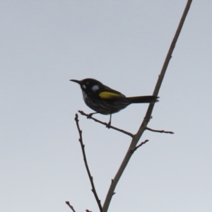 Phylidonyris novaehollandiae at Bonython, ACT - 4 Jun 2022 01:32 PM