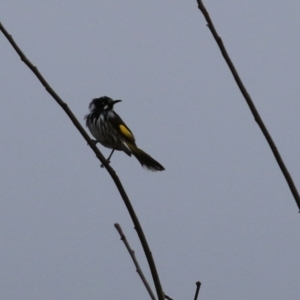 Phylidonyris novaehollandiae at Bonython, ACT - 4 Jun 2022