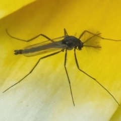 Chironomidae (family) (Non-biting Midge) at Googong, NSW - 27 May 2022 by WHall