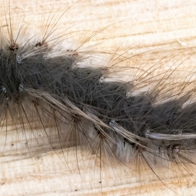 Anthela (genus) immature (Unidentified Anthelid Moth) at Googong, NSW - 27 May 2022 by WHall