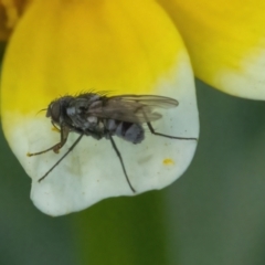 Unidentified Bristle Fly (Tachinidae) (TBC) at Googong, NSW - 27 May 2022 by WHall