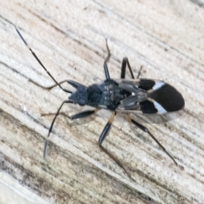Dieuches maculicollis (Black-and-white seed bug) at QPRC LGA - 22 May 2022 by WHall