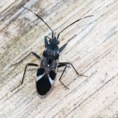 Dieuches sp. (genus) at Googong, NSW - 22 May 2022 04:30 PM