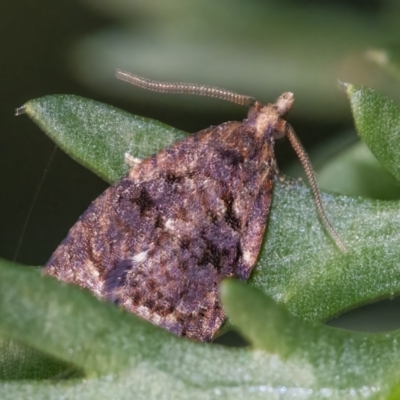 Capua intractana (A Tortricid moth) at QPRC LGA - 21 May 2022 by WHall