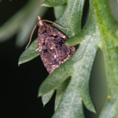 Capua intractana at Googong, NSW - 21 May 2022 03:45 PM