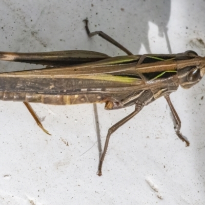 Caledia captiva (grasshopper) at QPRC LGA - 20 May 2022 by WHall