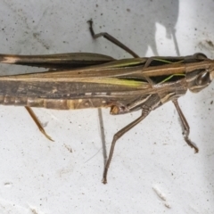 Caledia captiva (grasshopper) at Googong, NSW - 20 May 2022 by WHall