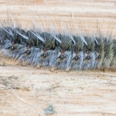 Anthela varia (Hairy Mary) at Googong, NSW - 19 May 2022 by WHall