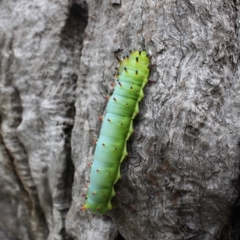 Opodiphthera eucalypti (Emperor Gum Moth) at Mount Majura - 30 Jan 2022 by DavidForrester