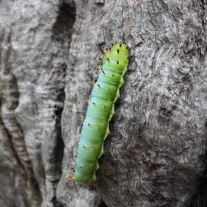 Opodiphthera eucalypti at Hackett, ACT - 30 Jan 2022 02:40 PM