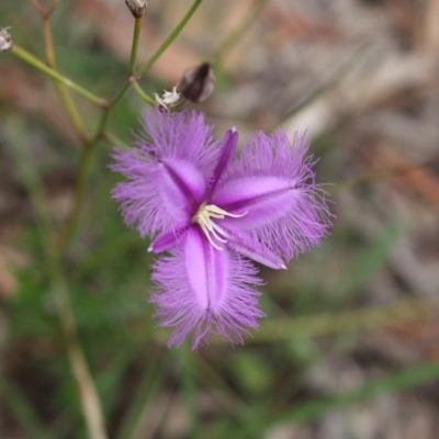 Thysanotus tuberosus (Common Fringe-lily) at Mount Majura - 30 Jan 2022 by DavidForrester