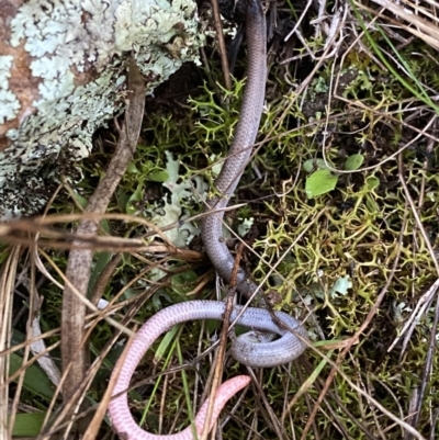 Aprasia parapulchella (Pink-tailed Worm-lizard) at Stromlo, ACT - 5 Jun 2022 by MJames