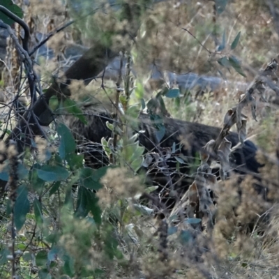 Sus scrofa (Pig (feral)) at Stromlo, ACT - 5 Jun 2022 by Ct1000