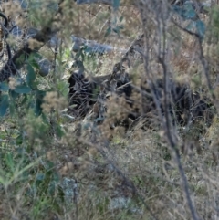 Sus scrofa at Stromlo, ACT - suppressed