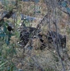 Sus scrofa at Stromlo, ACT - suppressed