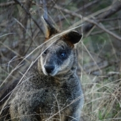 Wallabia bicolor (Swamp Wallaby) at Kambah, ACT - 5 Jun 2022 by Ct1000