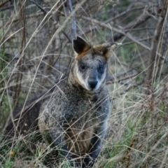 Wallabia bicolor at Kambah, ACT - 5 Jun 2022 03:03 PM