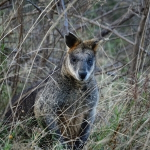 Wallabia bicolor at Kambah, ACT - 5 Jun 2022