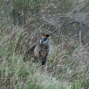 Wallabia bicolor at Kambah, ACT - 5 Jun 2022 03:03 PM