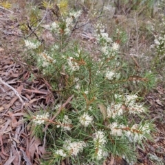 Hakea decurrens subsp. decurrens (Bushy Needlewood) at QPRC LGA - 5 Jun 2022 by dan.clark