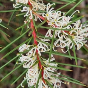 Hakea decurrens subsp. decurrens at Googong, NSW - 5 Jun 2022