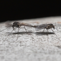 Chironomidae (family) (Non-biting Midge) at Acton, ACT - 3 Jun 2022 by TimL