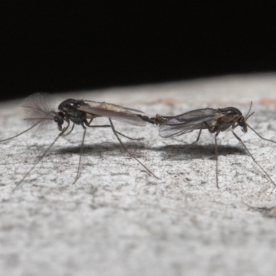 Chironomidae (family) (Non-biting Midge) at ANBG - 3 Jun 2022 by TimL