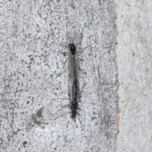 Chironomidae (family) at Acton, ACT - 3 Jun 2022 12:29 PM