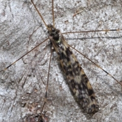 Discobola sp. (genus) (A crane fly) at ANBG - 3 Jun 2022 by TimL