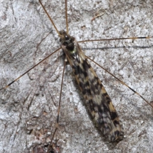 Discobola sp. (genus) at Acton, ACT - 3 Jun 2022 12:51 PM