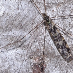 Tamopsis sp. (genus) at Acton, ACT - 3 Jun 2022 12:50 PM