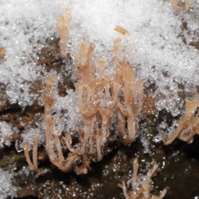 Artomyces sp. at Paddys River, ACT - 1 Jun 2022 by TimL