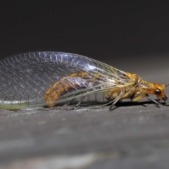 Dictyochrysa fulva (Green Lacewing) at Acton, ACT - 3 Jun 2022 by TimL