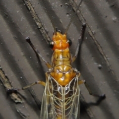 Dictyochrysa fulva at Acton, ACT - 3 Jun 2022 12:01 PM