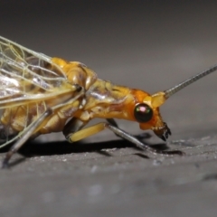 Dictyochrysa fulva at Acton, ACT - 3 Jun 2022