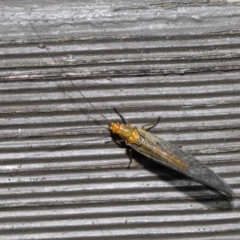 Dictyochrysa fulva at Acton, ACT - 3 Jun 2022