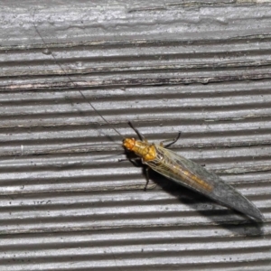 Dictyochrysa fulva at Acton, ACT - 3 Jun 2022 12:01 PM