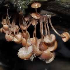 Unidentified Cap on a stem; gills below cap [mushrooms or mushroom-like] (TBC) at Paddys River, ACT - 1 Jun 2022 by TimL