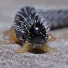 Perginae sp. (subfamily) (Unidentified pergine sawfly) at Acton, ACT - 3 Jun 2022 by TimL