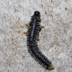 Perginae sp. (subfamily) at Acton, ACT - 3 Jun 2022