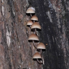 Mycena sp. (Mycena) at Tidbinbilla Nature Reserve - 1 Jun 2022 by TimL