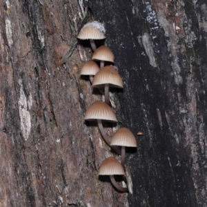 Mycena sp. at Paddys River, ACT - 1 Jun 2022 12:37 PM